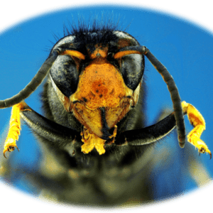 Head of an Asian Hornet